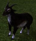 Dark Grey Goat