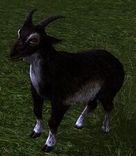 Dark Grey Goat