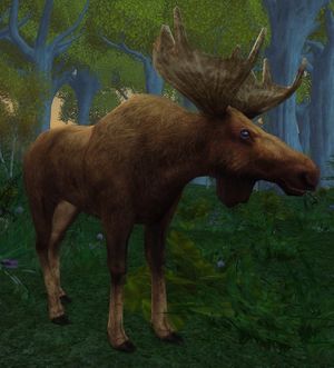 Woodland Bull-moose.jpg