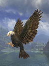Snowcrest-eagle