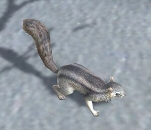 Winter Squirrel.jpg