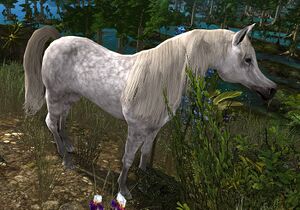 Image of Lost Burukíri Horse