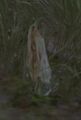 Thumbnail for version as of 11:31, 4 August 2025