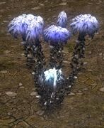 Wraithscowl found in The Wastes