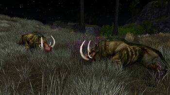 Fighting Boars