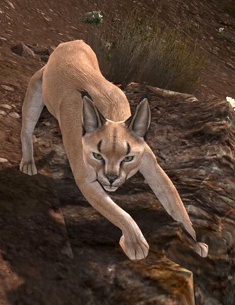 File:Idagâl Caracal.jpg