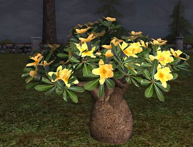 Medium Young Yellow Desert Rose