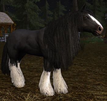 Black Draught Horse