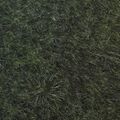 Dry Grass Floor