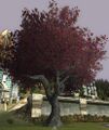 King Crimson Tree
