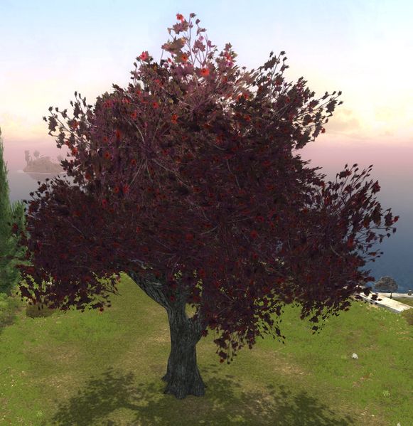 File:King Crimson Tree.jpg