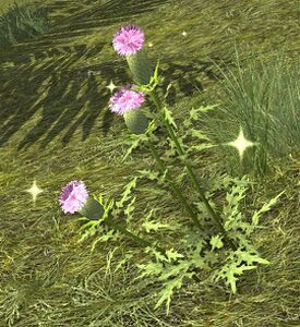 Bunch of Milk Thistle