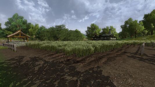 Field of wheat at the farm