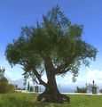 Tamarisk Tree