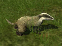 A typical badger found in the Shire.