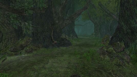 It is easy to get lost in the maze of the forest