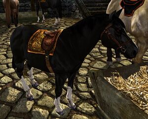 Image of Bill the Pony