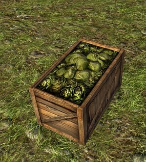 Crate of Cabbages