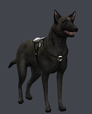 Harnessed Shepherd Dog.jpg