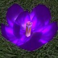 Purple Floating Lantern - Half-open
