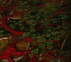 Image of Diseased Fish