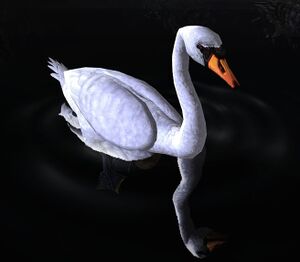 Image of White Swan
