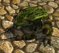 Bog-toad.jpg