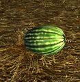 Homestead Large Harvested Watermelon