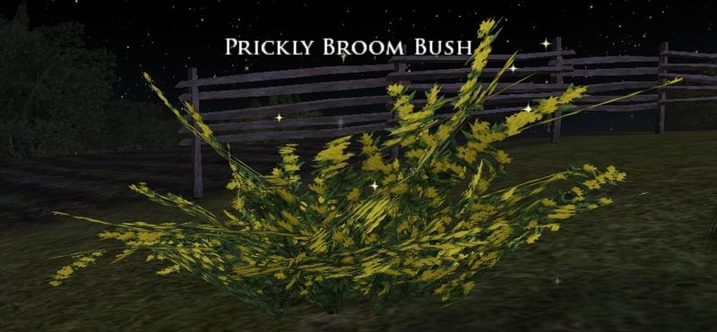 File:Prickly Broom Bush.jpg