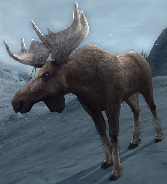 File:Shaggy Frost-antler.jpg