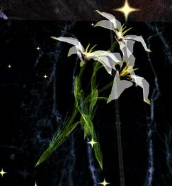 Image of Area for Eshtali's Flower