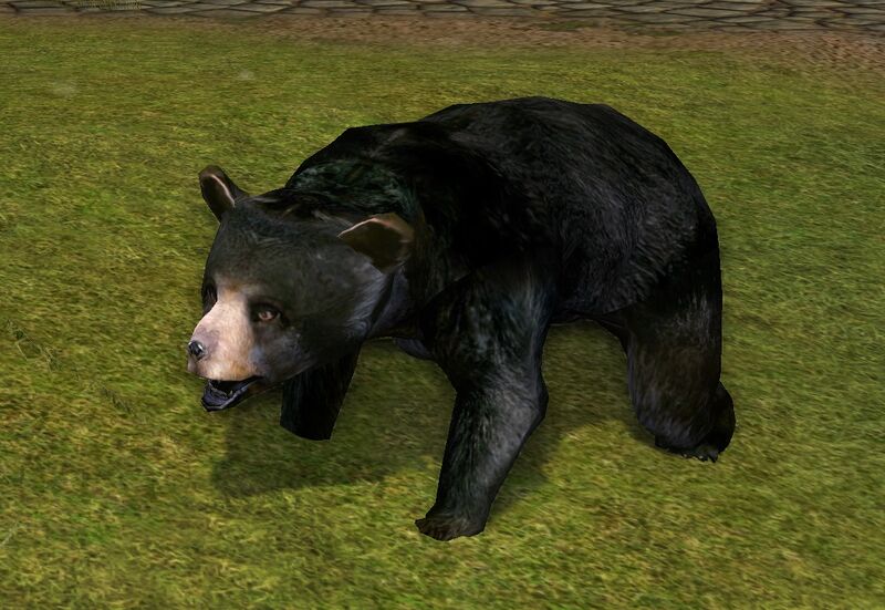 File:Black Bear Cub.jpg