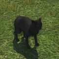 Black Cat