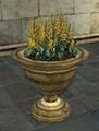 Potted Golden Mallos