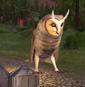 Windfell Owl