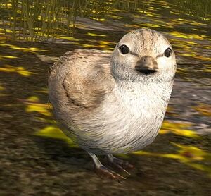 Sandpiper