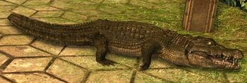Crocodile Hatchling