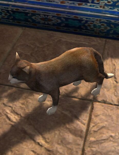 File:Kôda (Cat).jpg