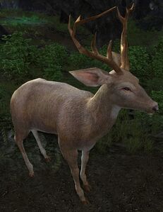 Image of Skittish Deer