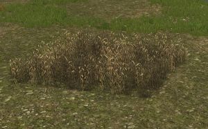 Small Wheat Field.jpg