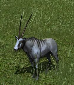 Young Striped Oryx