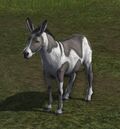 Wild Spotted Donkey