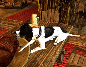 Image of Hungry Hound