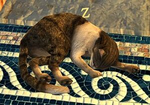 Image of Skinny Cat