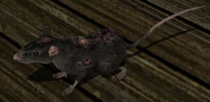 Scavenging Rat.jpg