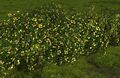 Yellow Flowering Hedge