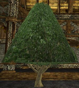 Large Cone-shaped Topiary