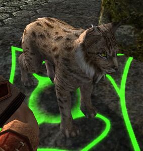 Image of Lynx-mother