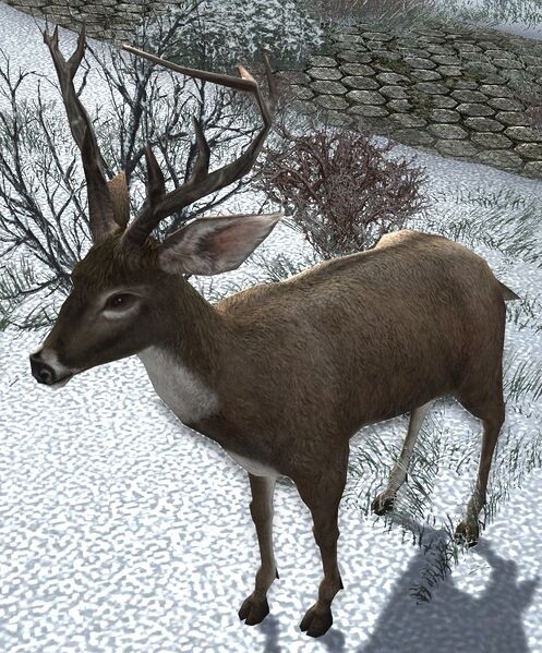 File:Grey Hill Buck.jpg