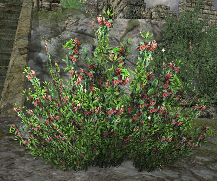 File:Beckberry Bush.jpg